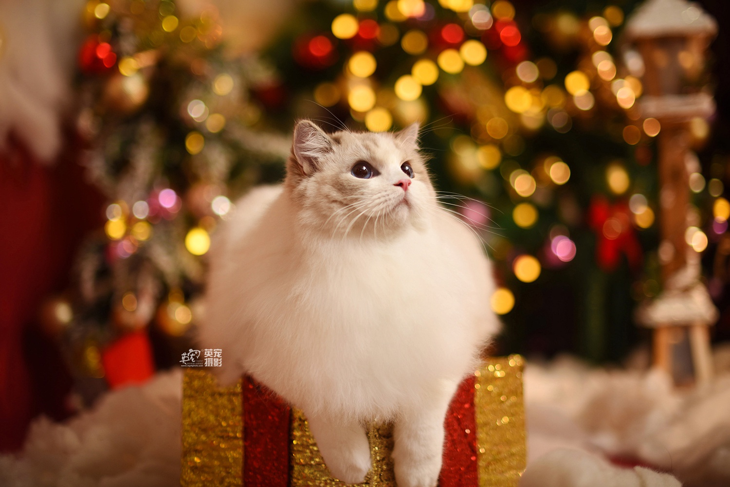 作为一只美喵喵圣诞节你需要什么呢