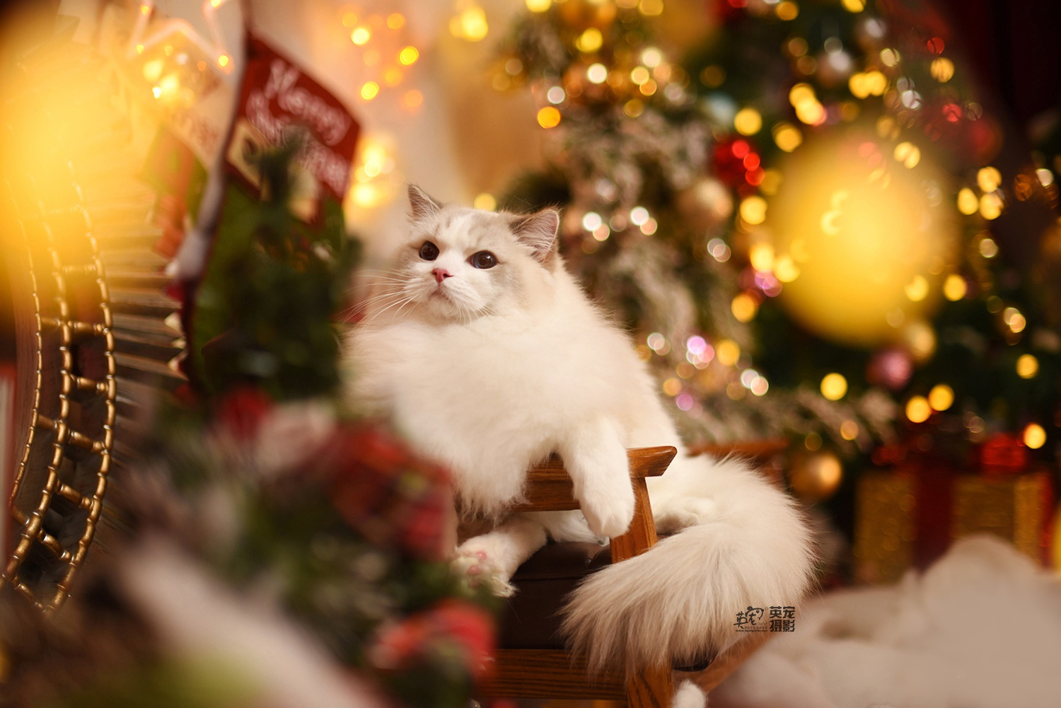作为一只美喵喵圣诞节你需要什么呢