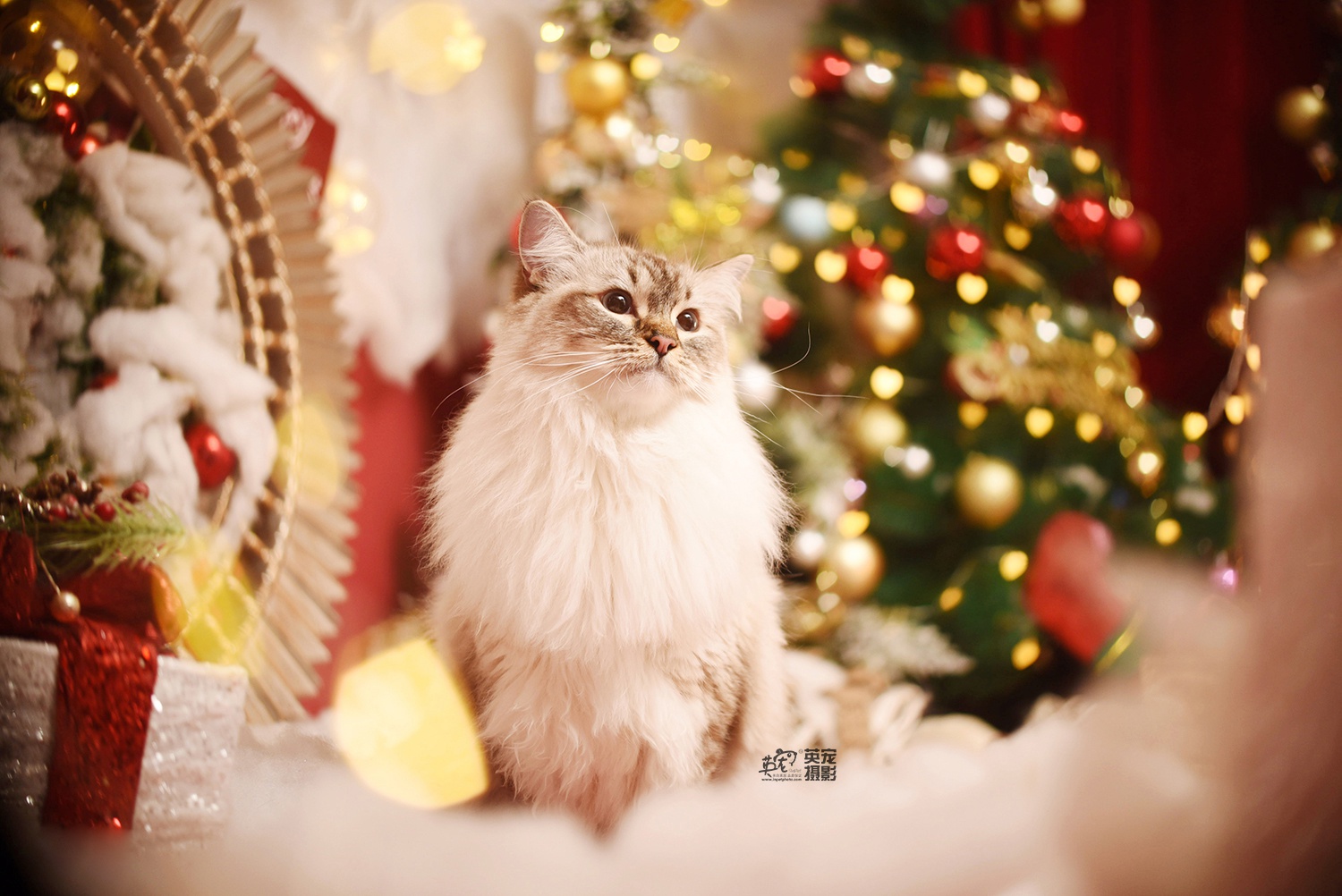 作为一只美喵喵圣诞节你需要什么呢
