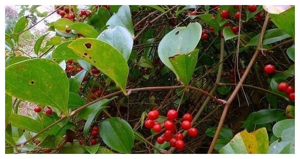 山上一种野生植物,人称"马甲子",它全株都是宝,看看你认识吗_高清图集