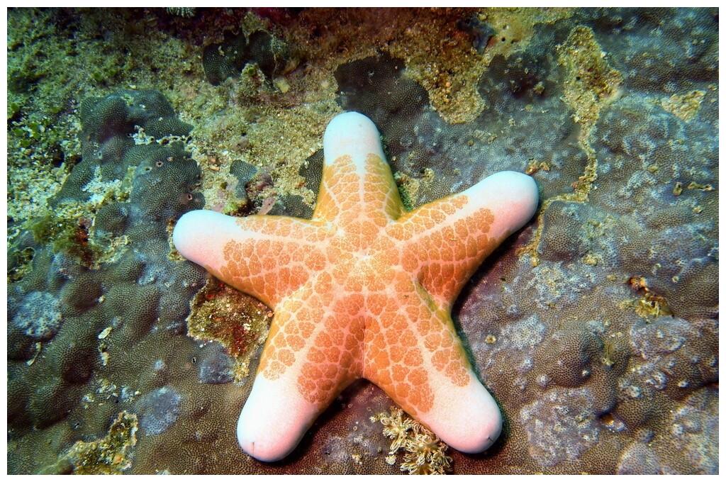 青岛胶州湾海星泛滥成灾 渔民损失惨重原因何在