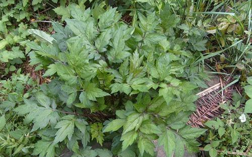 乡下1野草,人称"肺筋草",能清肺治哮喘,却少有人懂,可惜了__财经头条