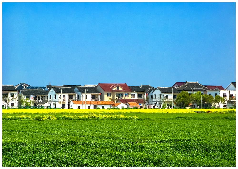 走进油菜花盛开的"湖中之岛",上海淀山湖畔最美乡村蔡浜村