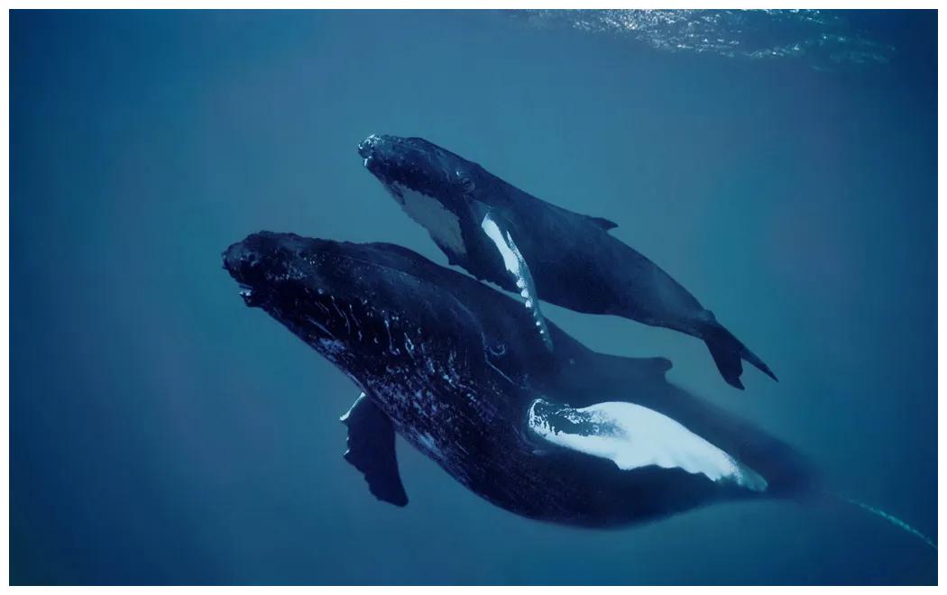 虎鲸和座头鲸的相爱相杀我站在你面前你看我几分像从前