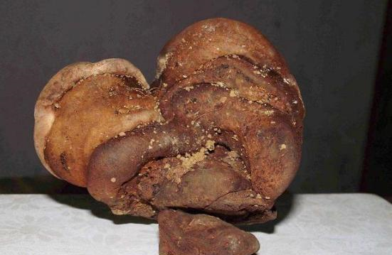 这种菌类只有在土葬的时候,才能长出来,因为据说它是从死人的嘴里长