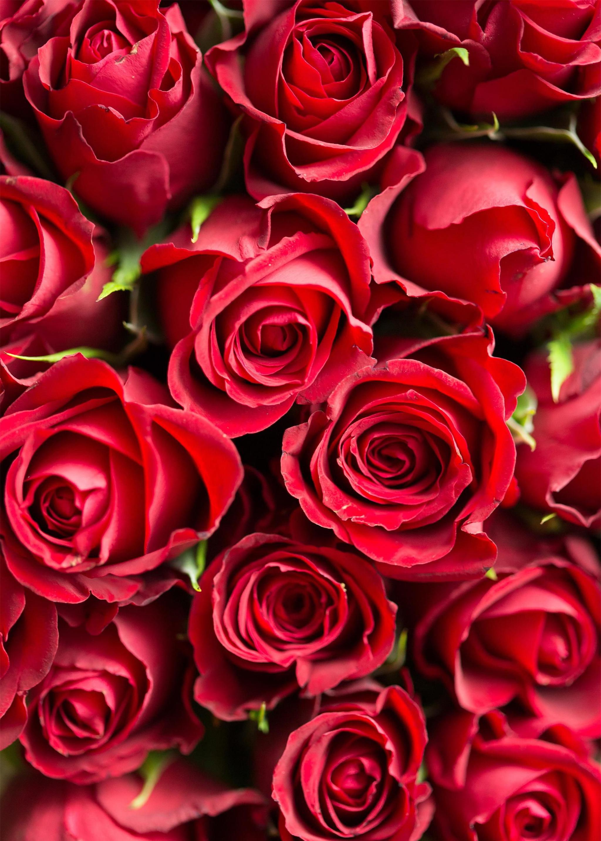 玫瑰图片浪漫手机壁纸图片