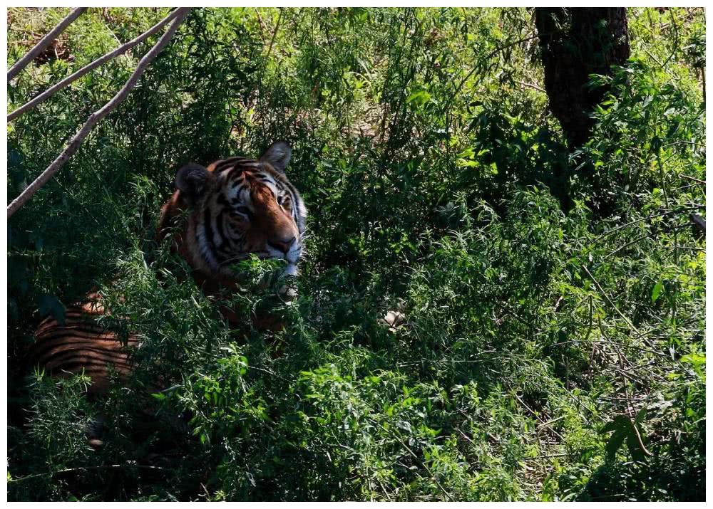 三只东北虎被放归森林当笼子打开那一刻镜头拍下意外画面