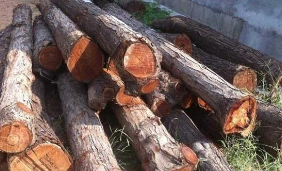 "梨木"有什么用处?原来有这么多的用途!