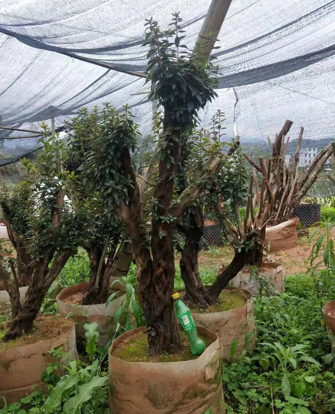 紫花杜鹃熟桩,有的树形很漂亮,不错!_高清图集_新浪网