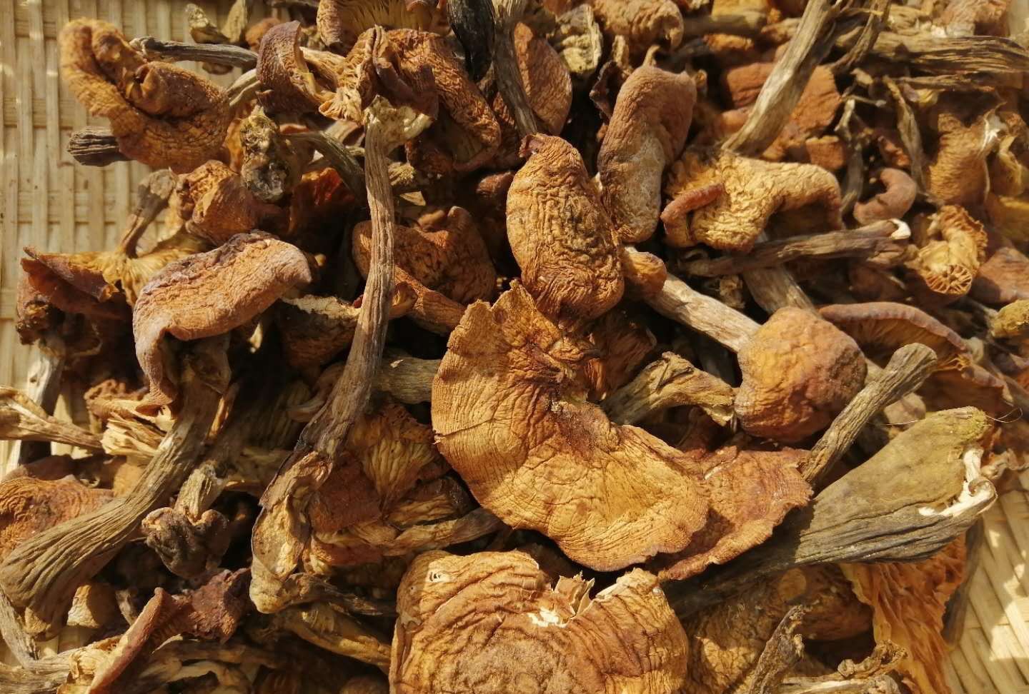 东北野生榛子蘑菇黑木耳有需要留言或加微信sb8880309