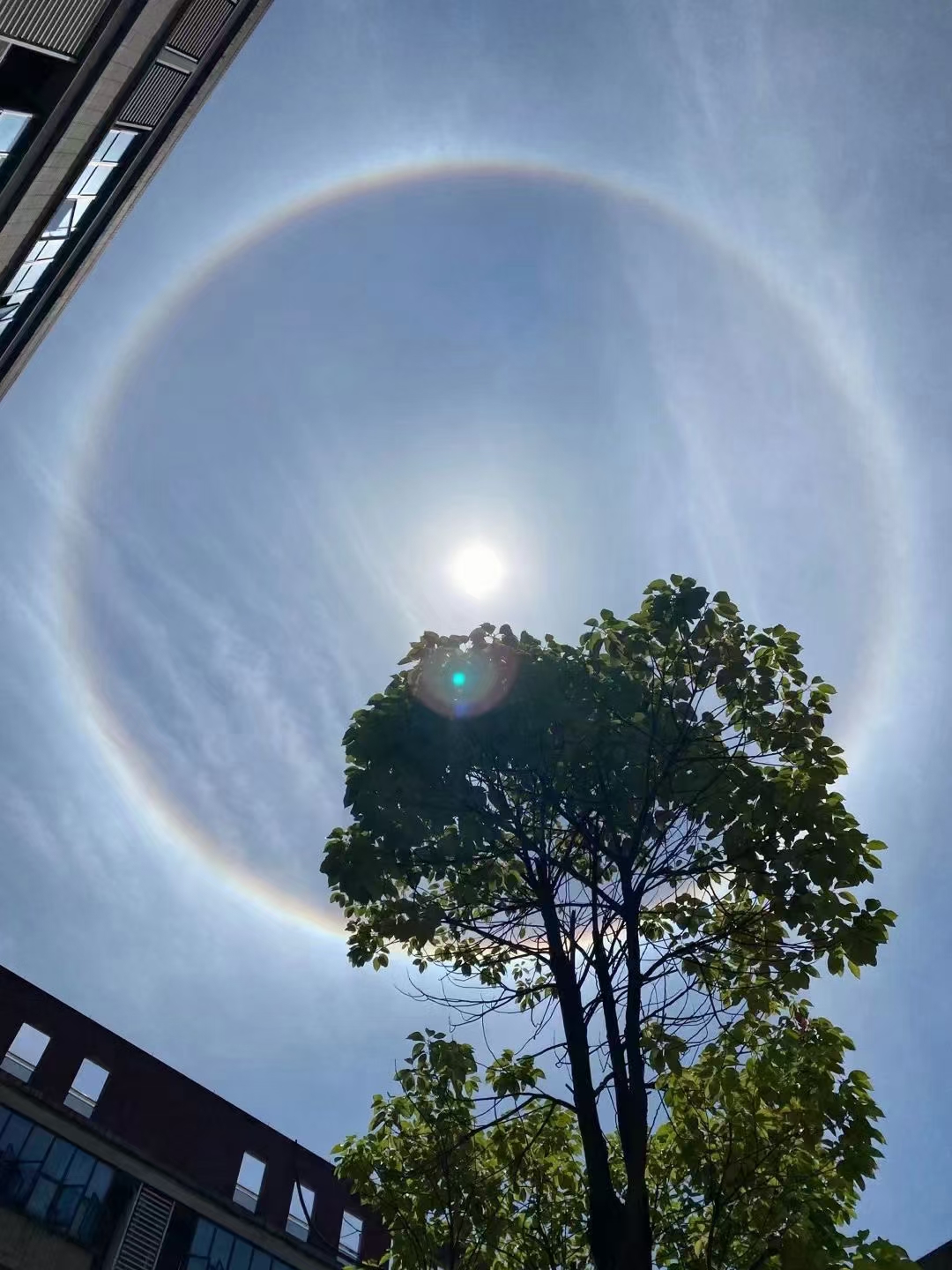 刷屏了!南方多地出现日晕景观