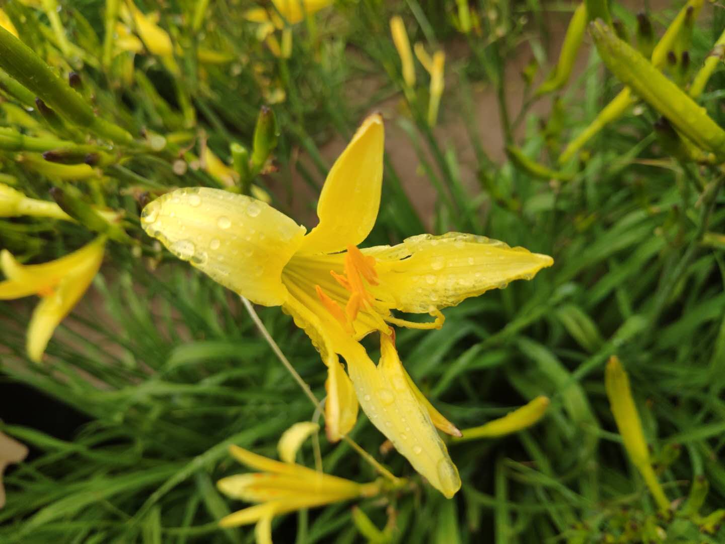 2020年大同黄花丰收活动月启动暨大同市花——黄花正式揭牌