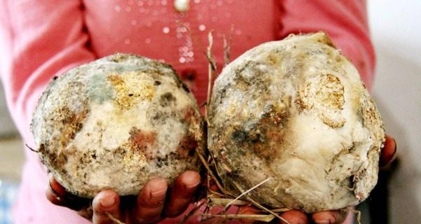 奶奶秘制祖传"东北大酱",发霉长毛,做出来的味道却好极了!__财经头条