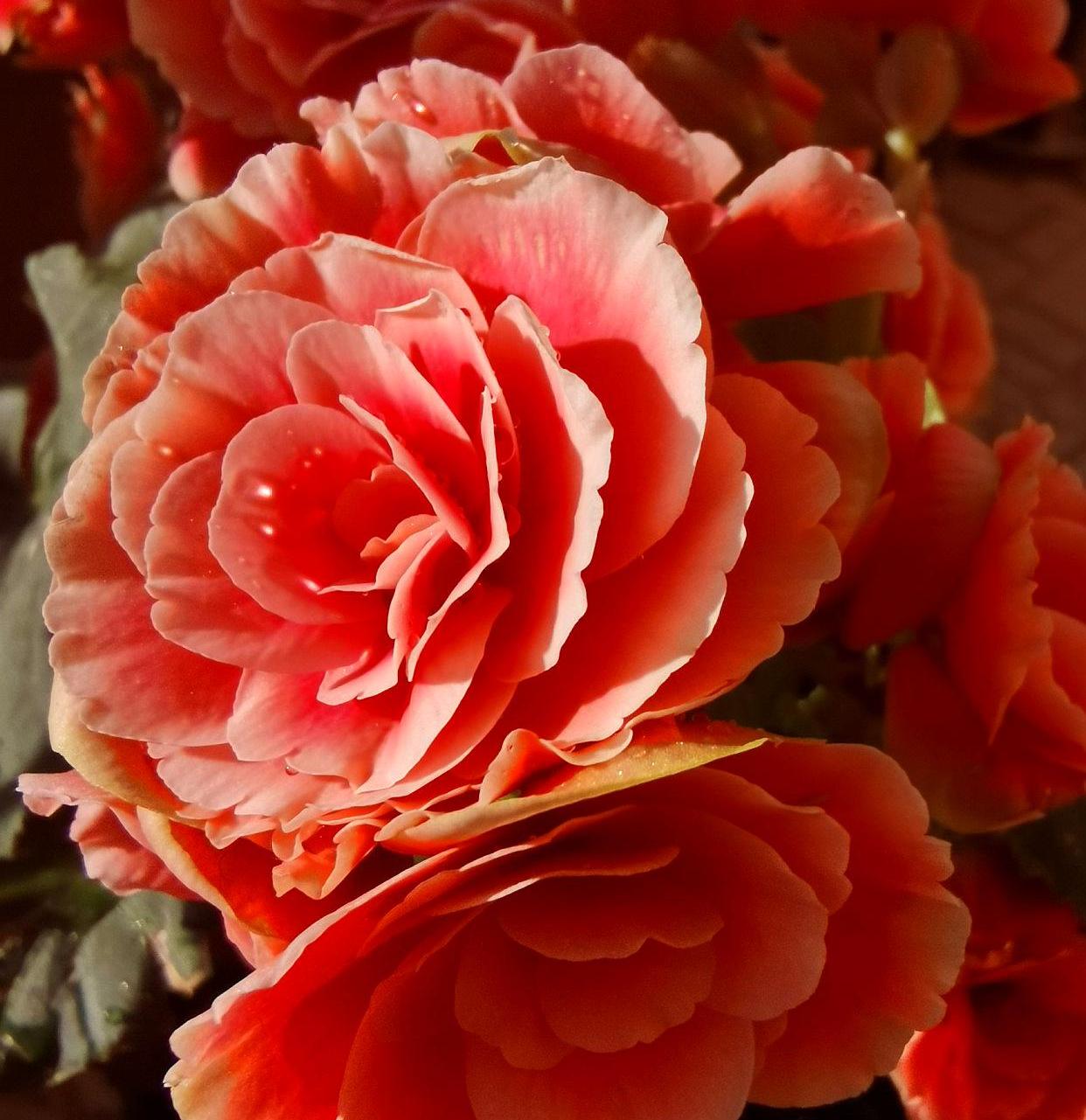 种花好看"颜值"高,但是能养好的花友不多