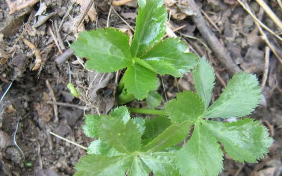 肺筋草是伞形科野生植物,存在历史久远.