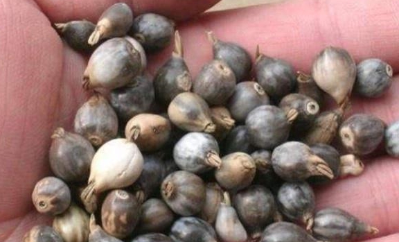 1种河边"植物",小时候经常拿来当手链,大人却说它能"吸血"|草珠子