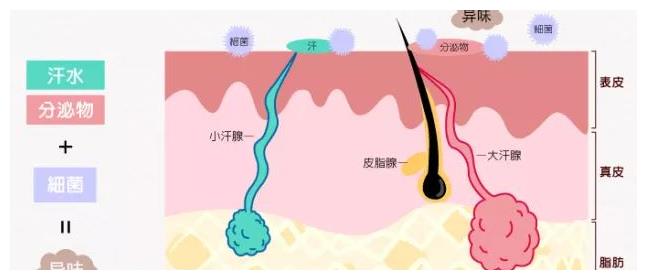狐臭产生的原因 哪些人更容易有狐臭
