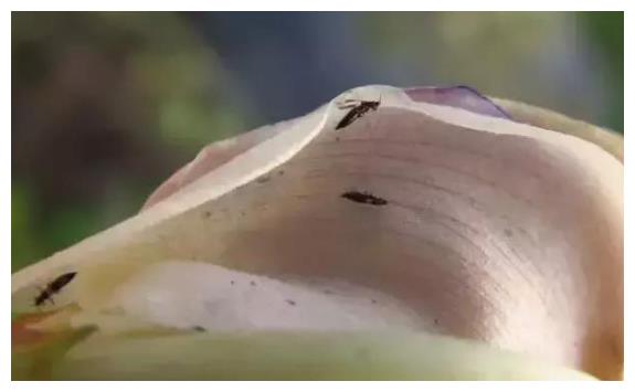 柑橘蓟马这样防治 除虫持久又高效 再也不怕果实受害