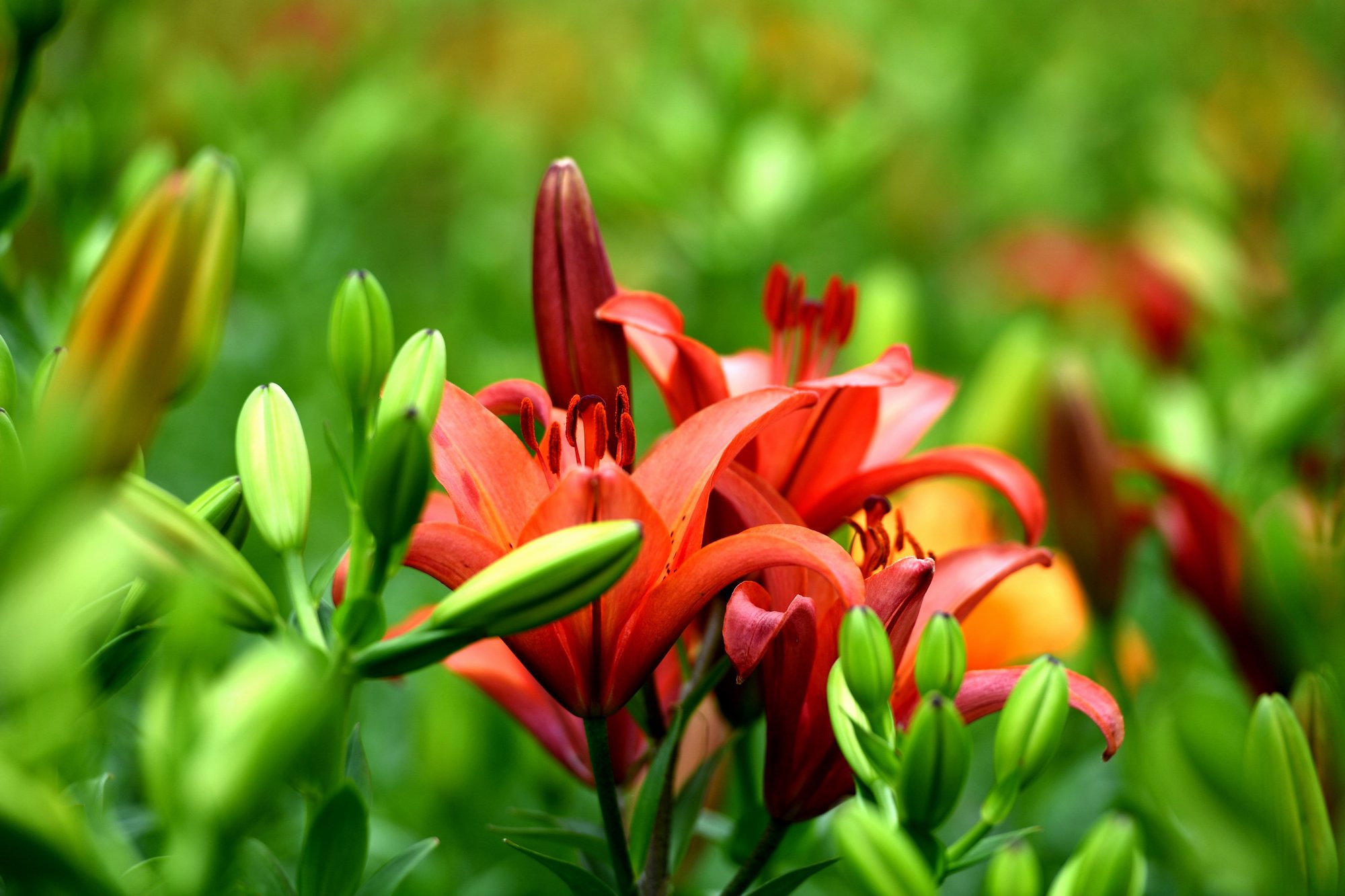 十万株百合绽放有多震撼沈阳给你答案