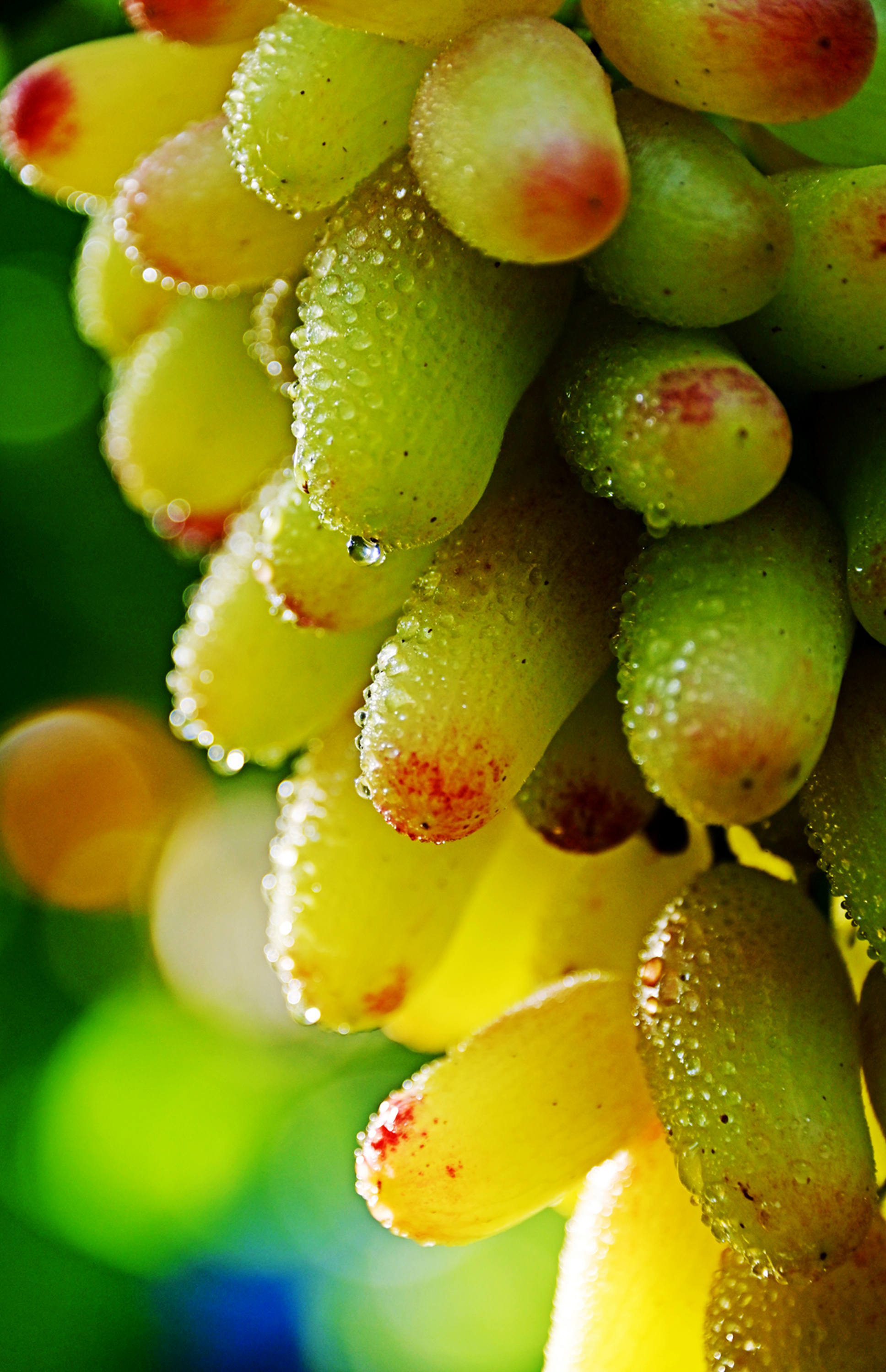 锡山水果季——锡北葡萄__财经头条