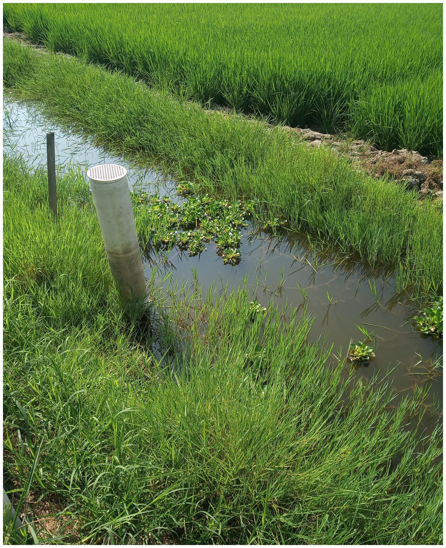 小龙虾养殖过程中,清杂鱼为什么要选在环沟落水之后?