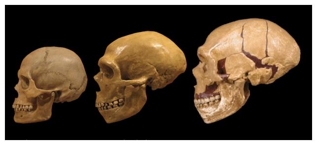 现代人,尼安德特人,丹尼索瓦人的头骨丹尼索瓦人为何能在坚硬的石板上