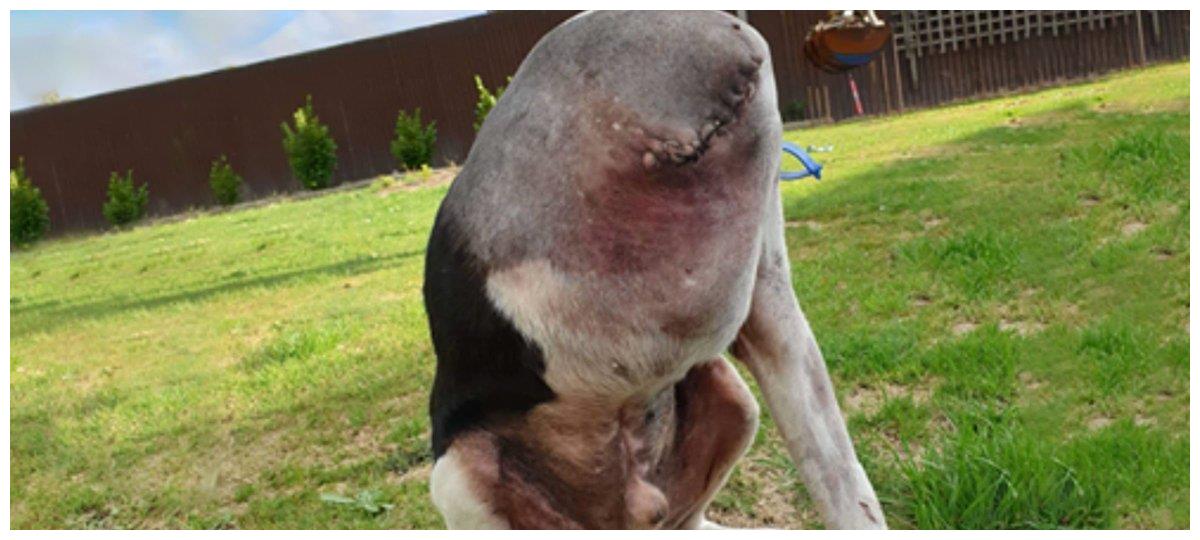 网友很难理解这只狗的恐怖照片