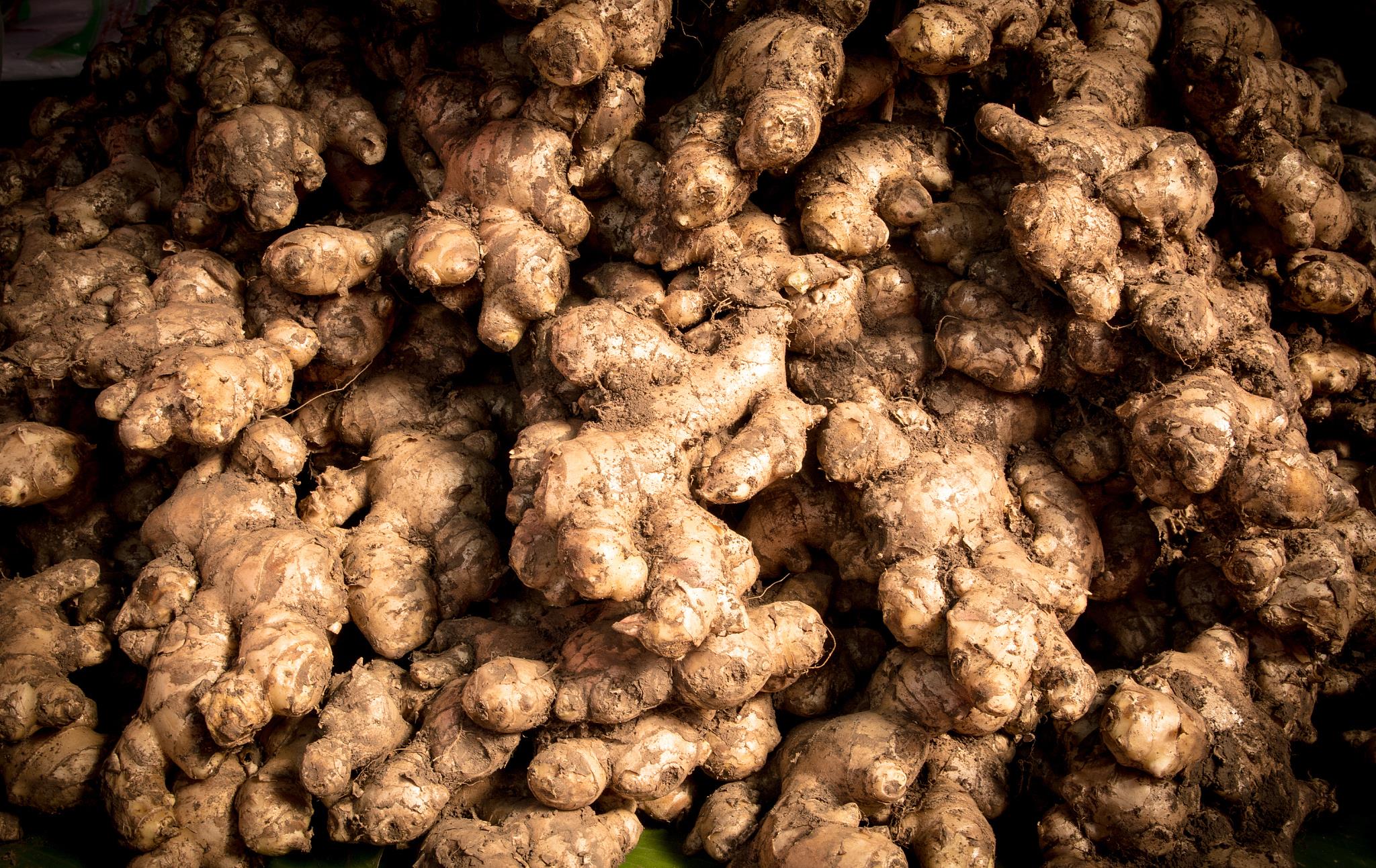 田里的生姜怎么过冬