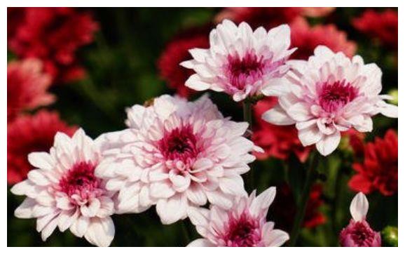 农历9月6日过后 客厅适合养4种花 花朵小巧玲珑 四季有花开 花朵 太阳花 旱金莲 新浪新闻