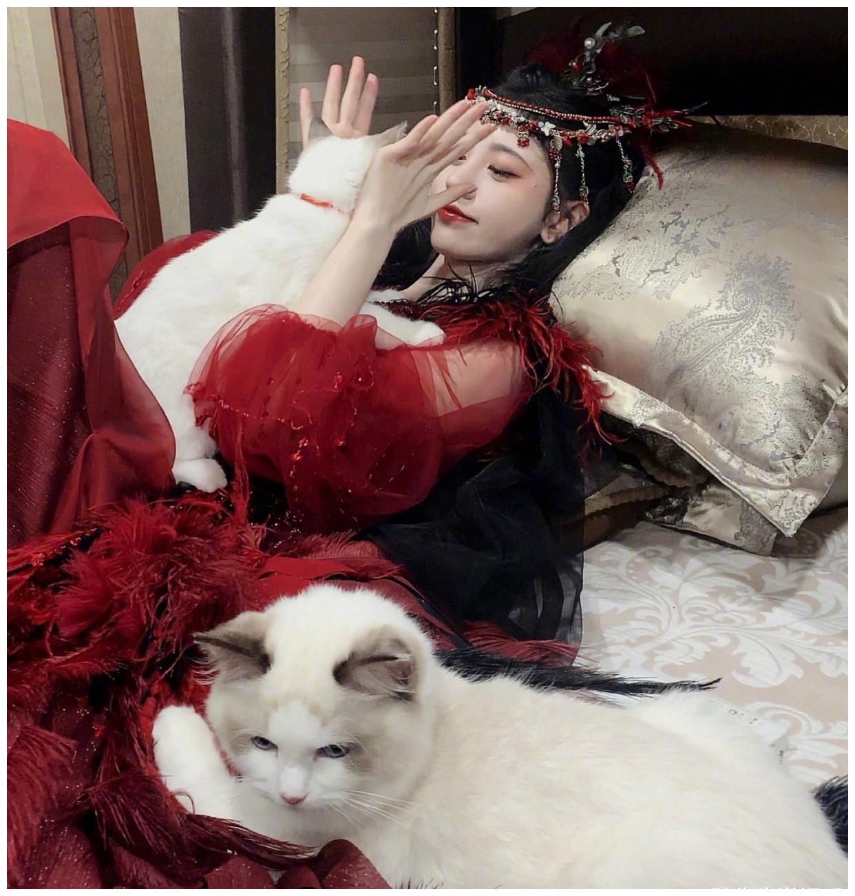 鞠婧祎晒出4张撸猫照阅读量超过22万网友我沦陷了