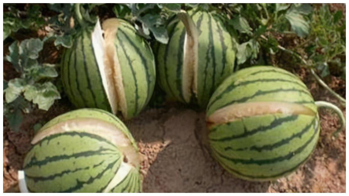 在沙漠中看到满地的西瓜,为何没人摘?再口渴也不能摘休闲区蓝鸢梦想 - Www.slyday.coM 在沙漠中看到满地的西瓜,为何没人摘?再口渴也不能摘休闲区蓝鸢梦想 - Www.slyday.coM