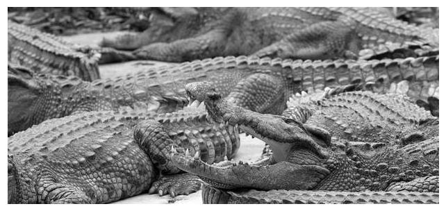 在鳄鱼潭中被吃了400多人,第二天还剩20人|鳄鱼潭|日寇|兰里岛_新浪