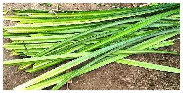 端午节将至,说说包粽子常用的9种"叶子",看你用的是哪一种?