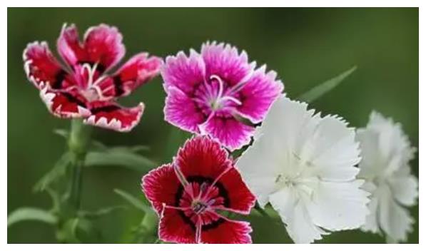 不怎么生气的人,谁都惹不起!休闲区蓝鸢梦想 - Www.slyday.coM 不怎么生气的人,谁都惹不起!休闲区蓝鸢梦想 - Www.slyday.coM