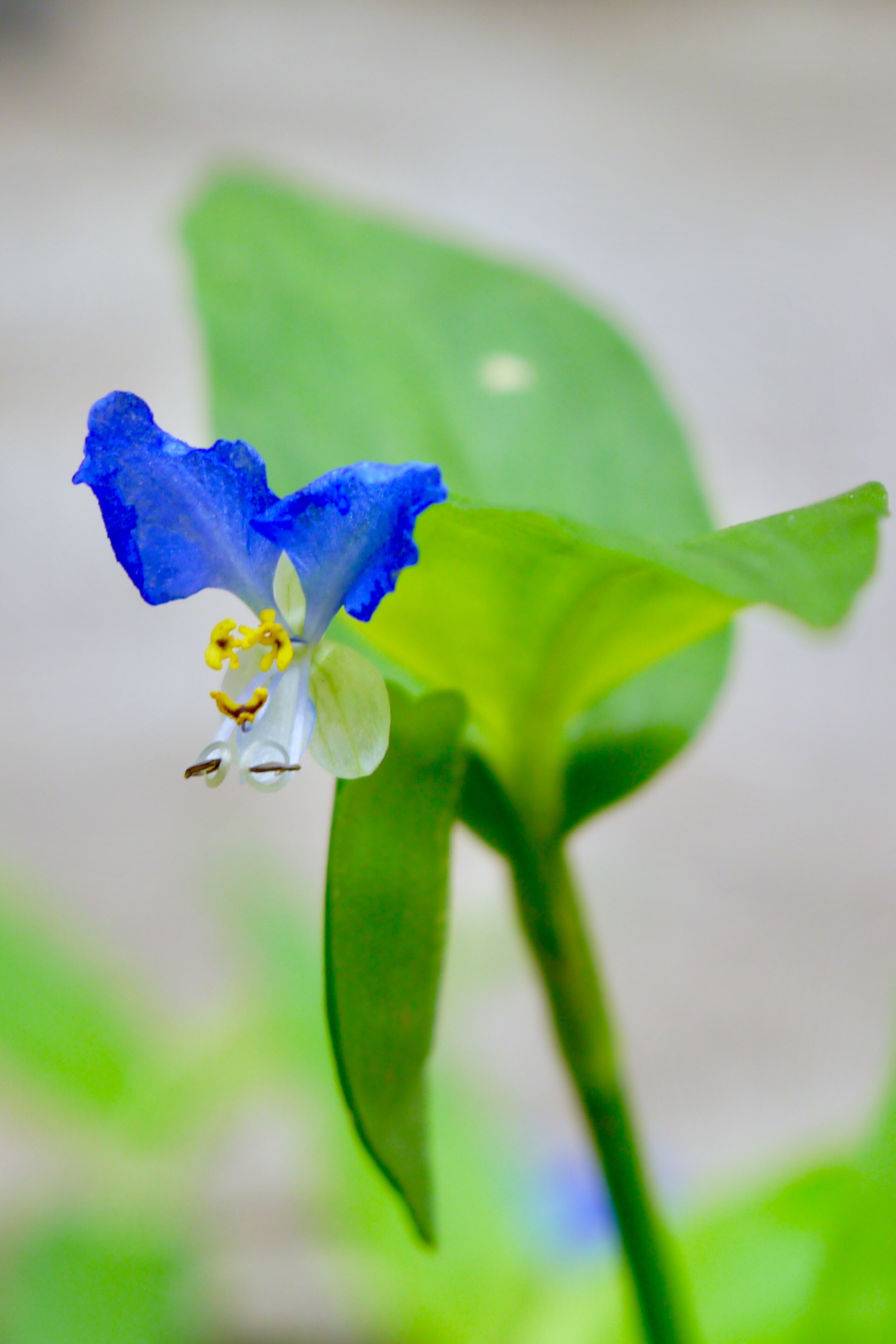 开着小兰花的鸭跖草