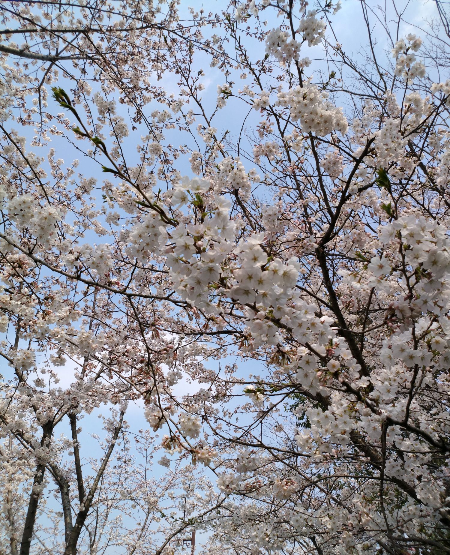 看扬州鉴真大道,极尽张扬的樱花绚烂地开