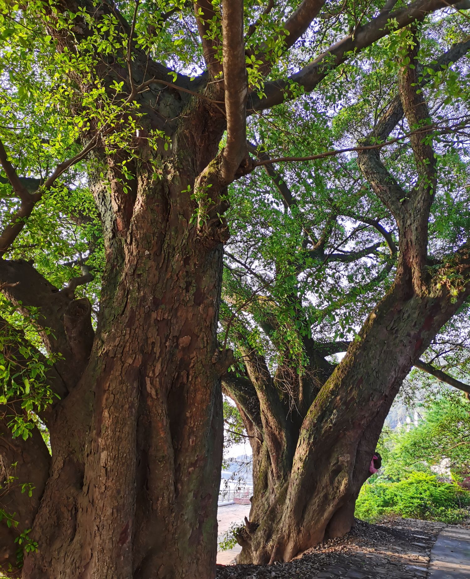 这是我们江西省赣州市于都县客家古村的大榕树美景_高清图集_新浪网
