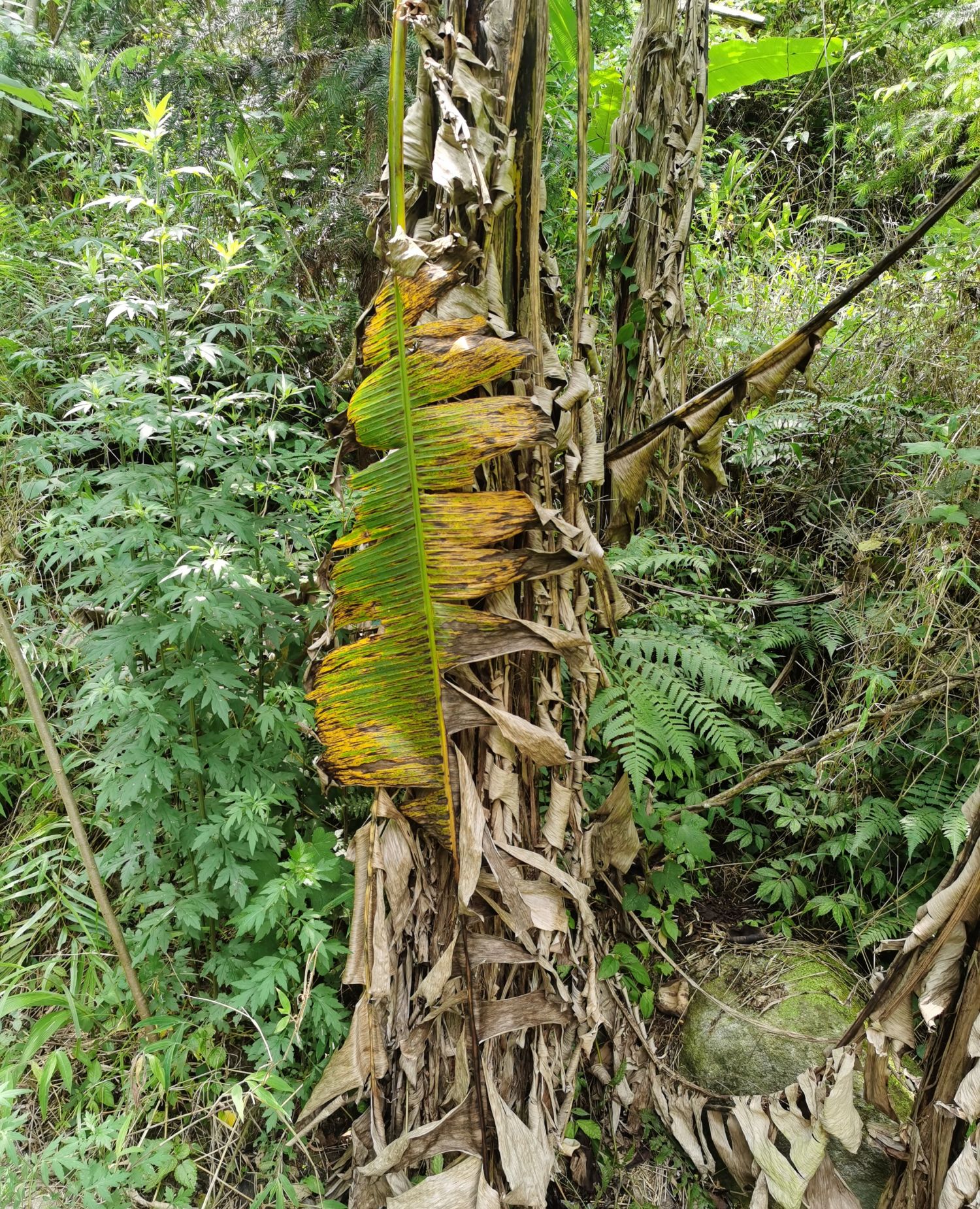 野生芭蕉树,可惜还没熟_高清图集_新浪网