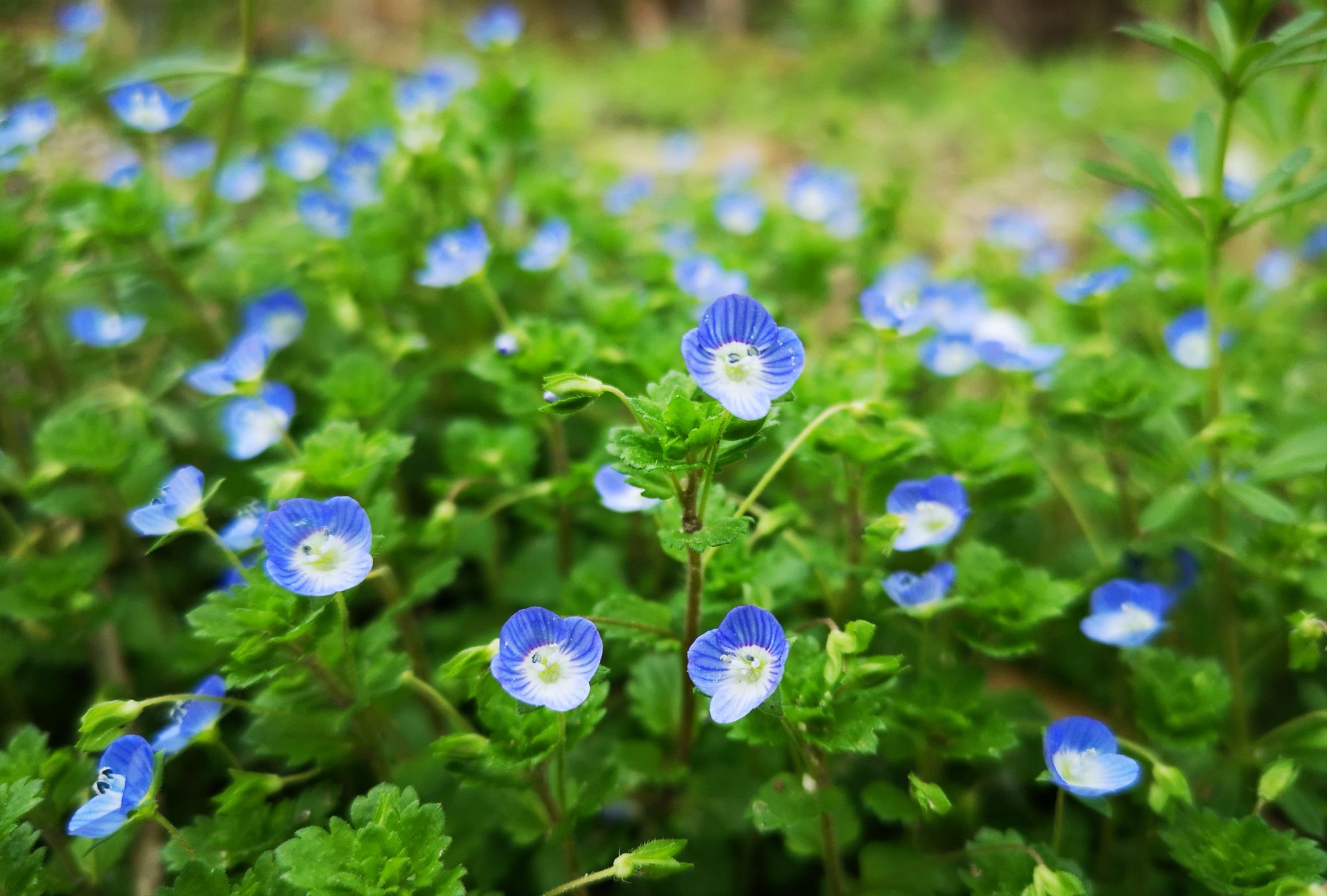 盛开的蓝色小野花美图欣赏
