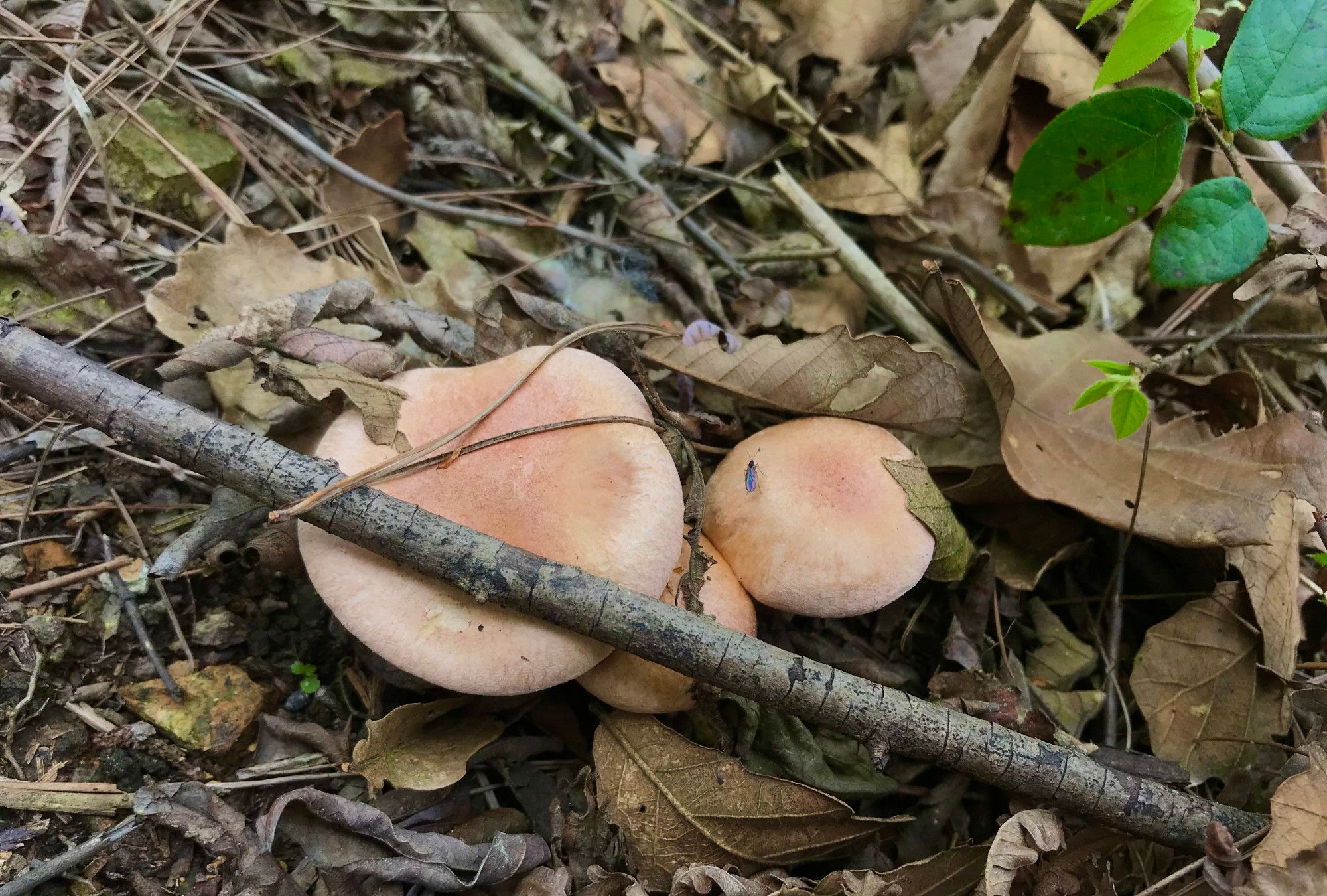 实拍牛肚菌羊肚菌茶泡野百合苗