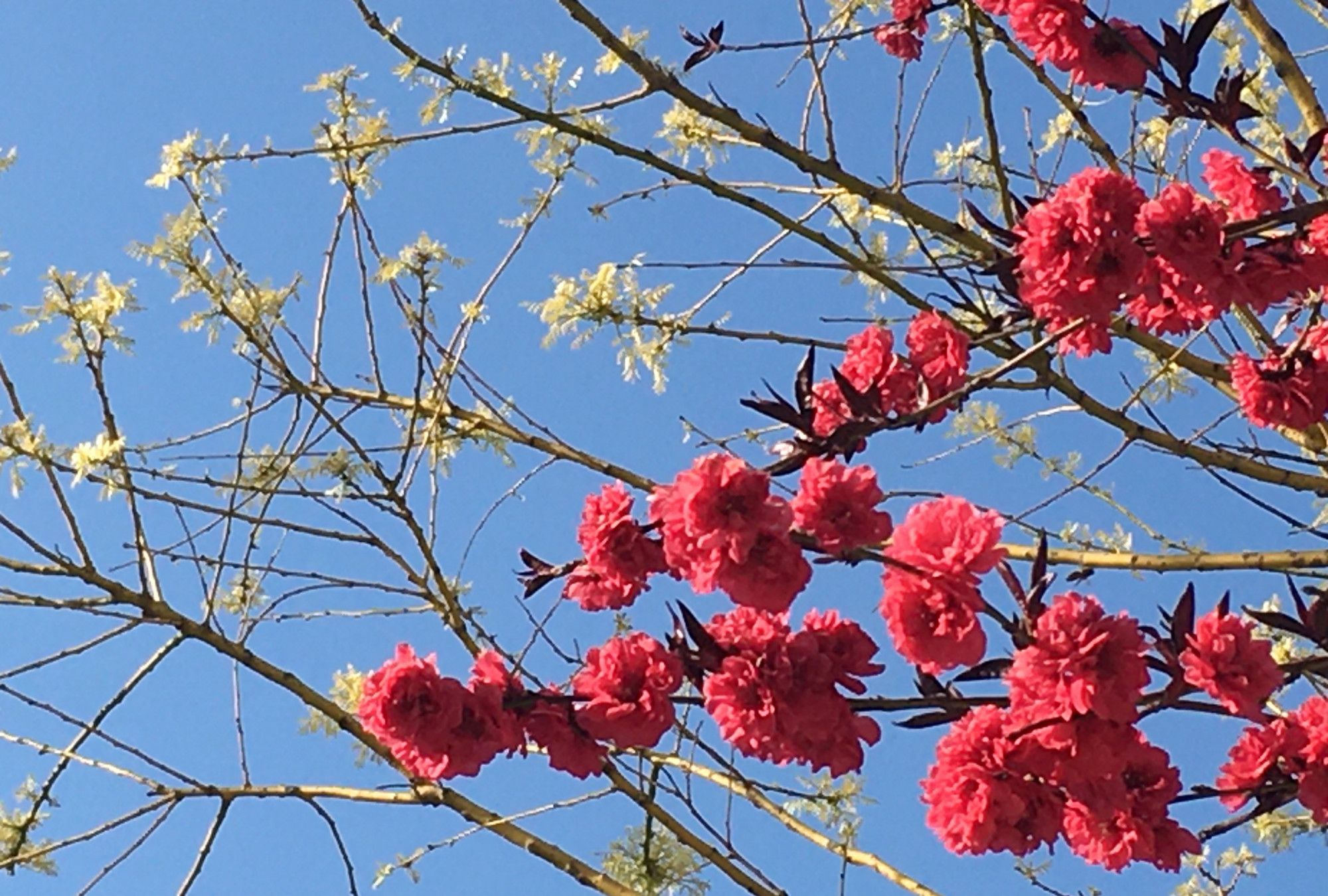 百花盛开香气浓郁_高清图集_新浪网