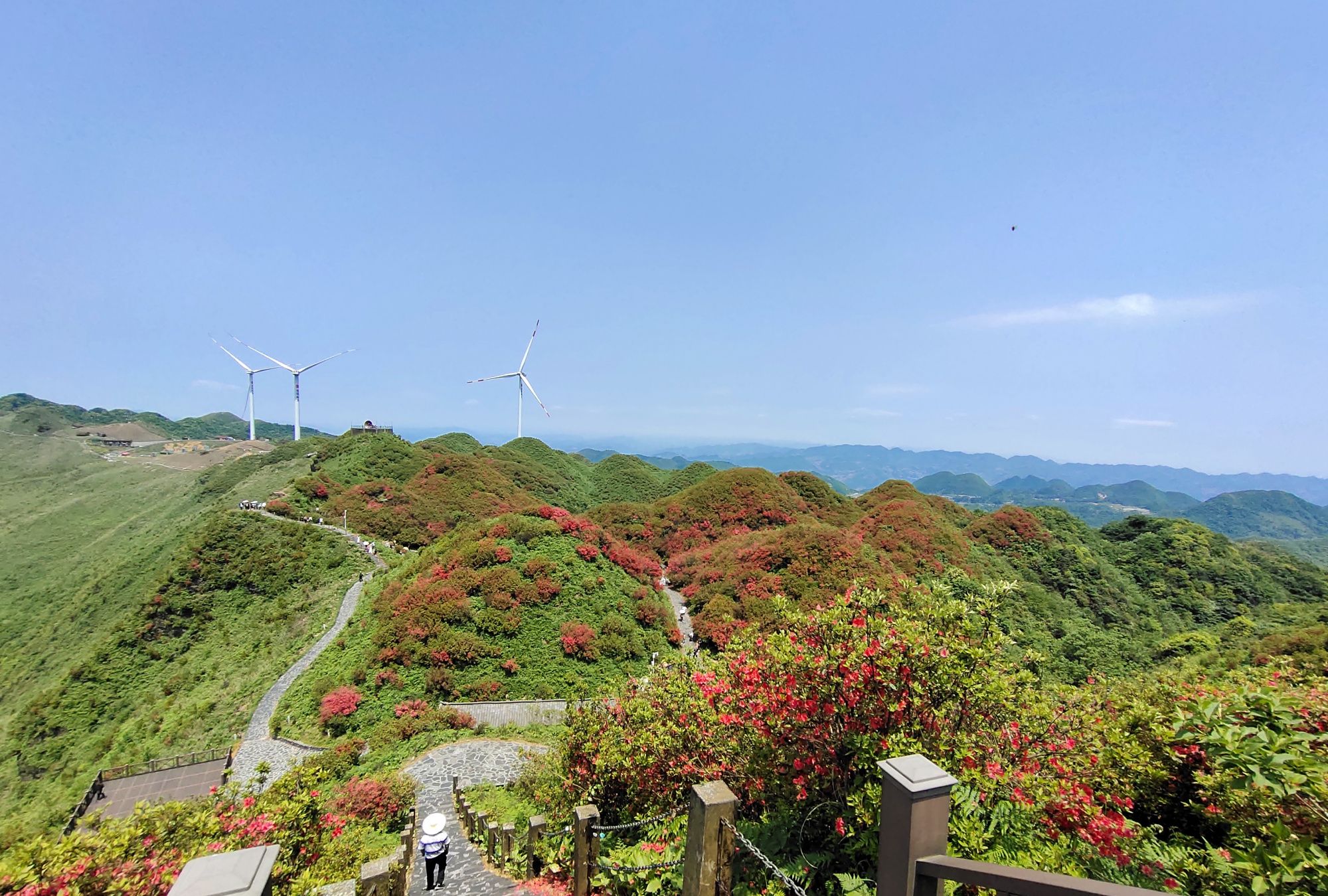 播州区洪关太阳坪万亩映山红