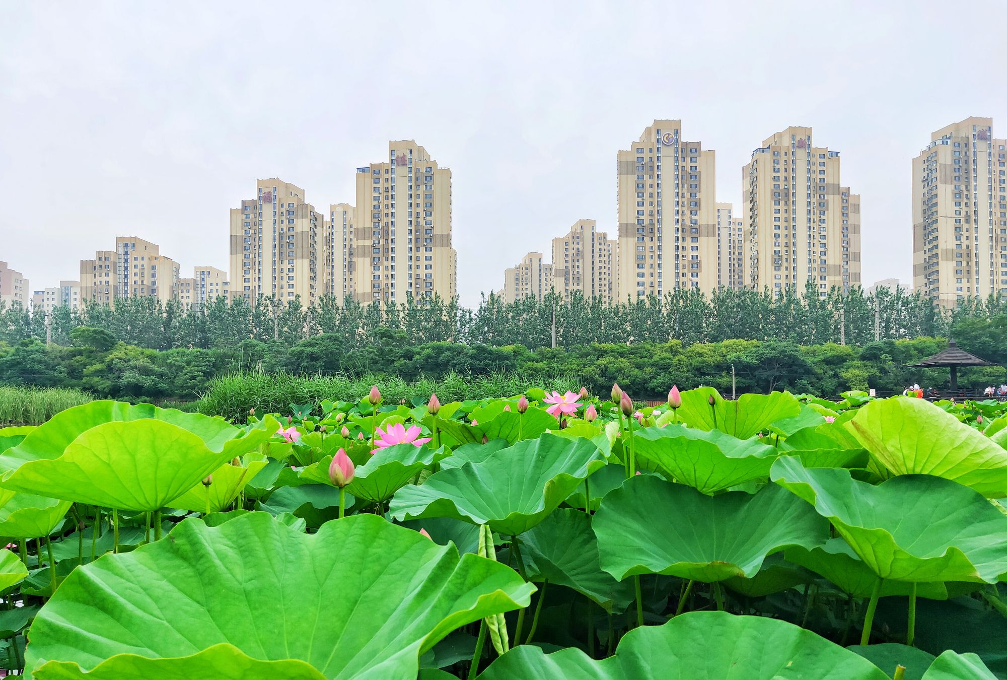 大连前关湿地公园