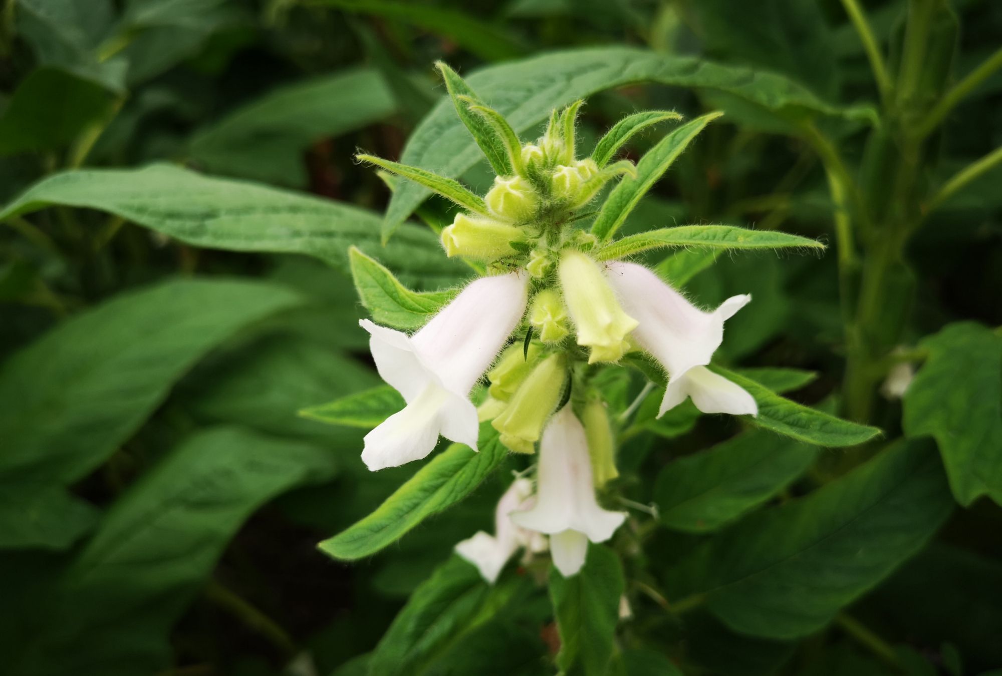 芝麻花,节节高,丰收在望_高清图集_新浪网