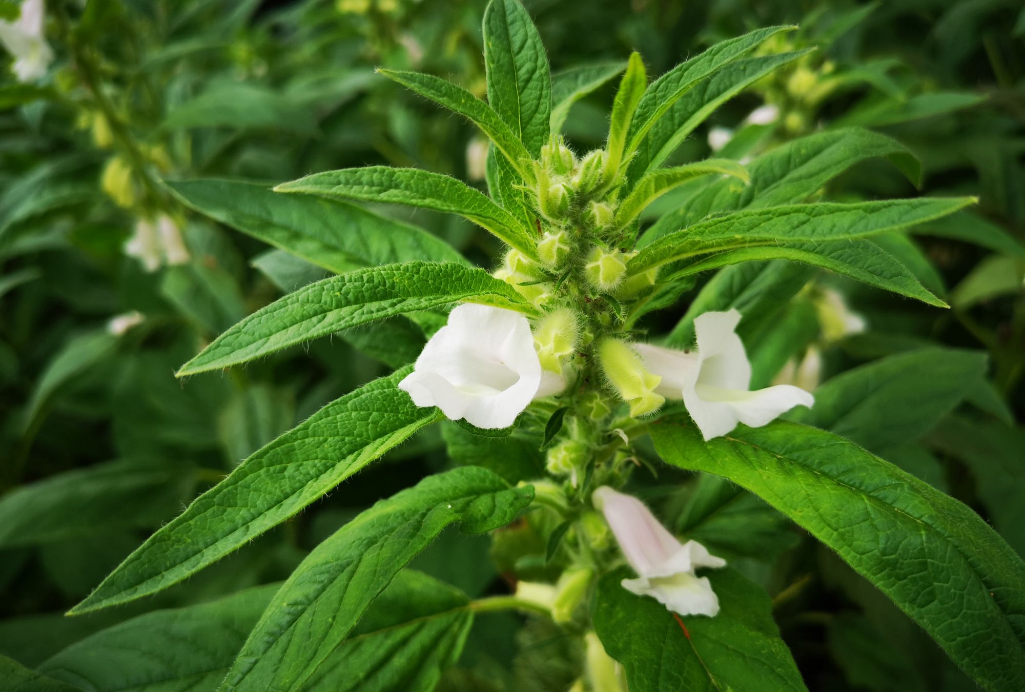 芝麻花节节高丰收在望