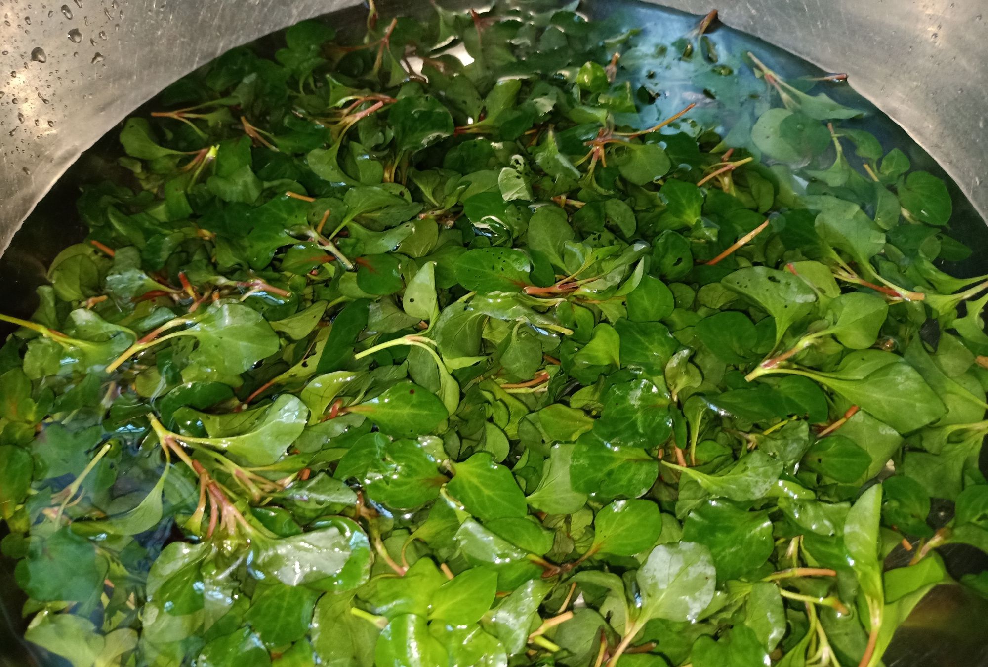 1 / 6 锦绣苋,是一种农村常见的野菜,有清热解毒的功效,可以煲凉茶