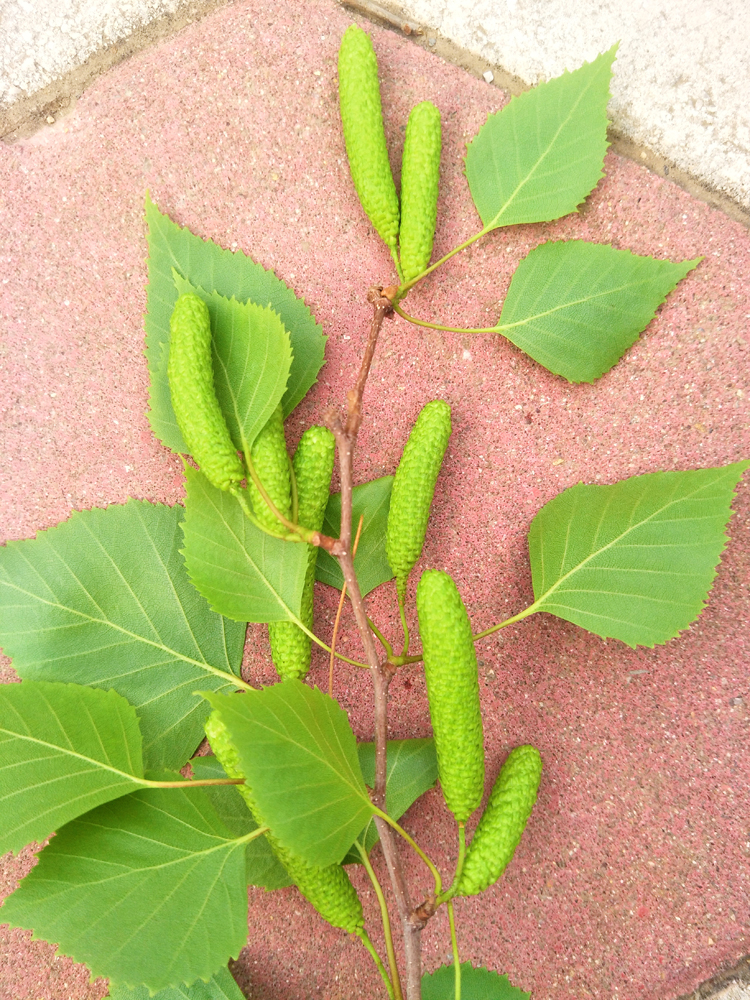 白桦树种子原创拍摄