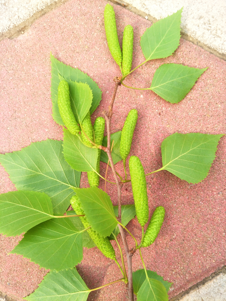 白桦树种子原创拍摄