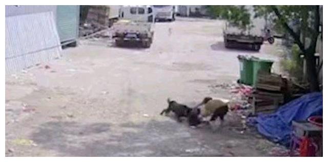 愤怒！福建老人被恶狗撕咬致死！目击者视而不见，恶狗扔无恙在家休闲区蓝鸢梦想 - Www.slyday.coM