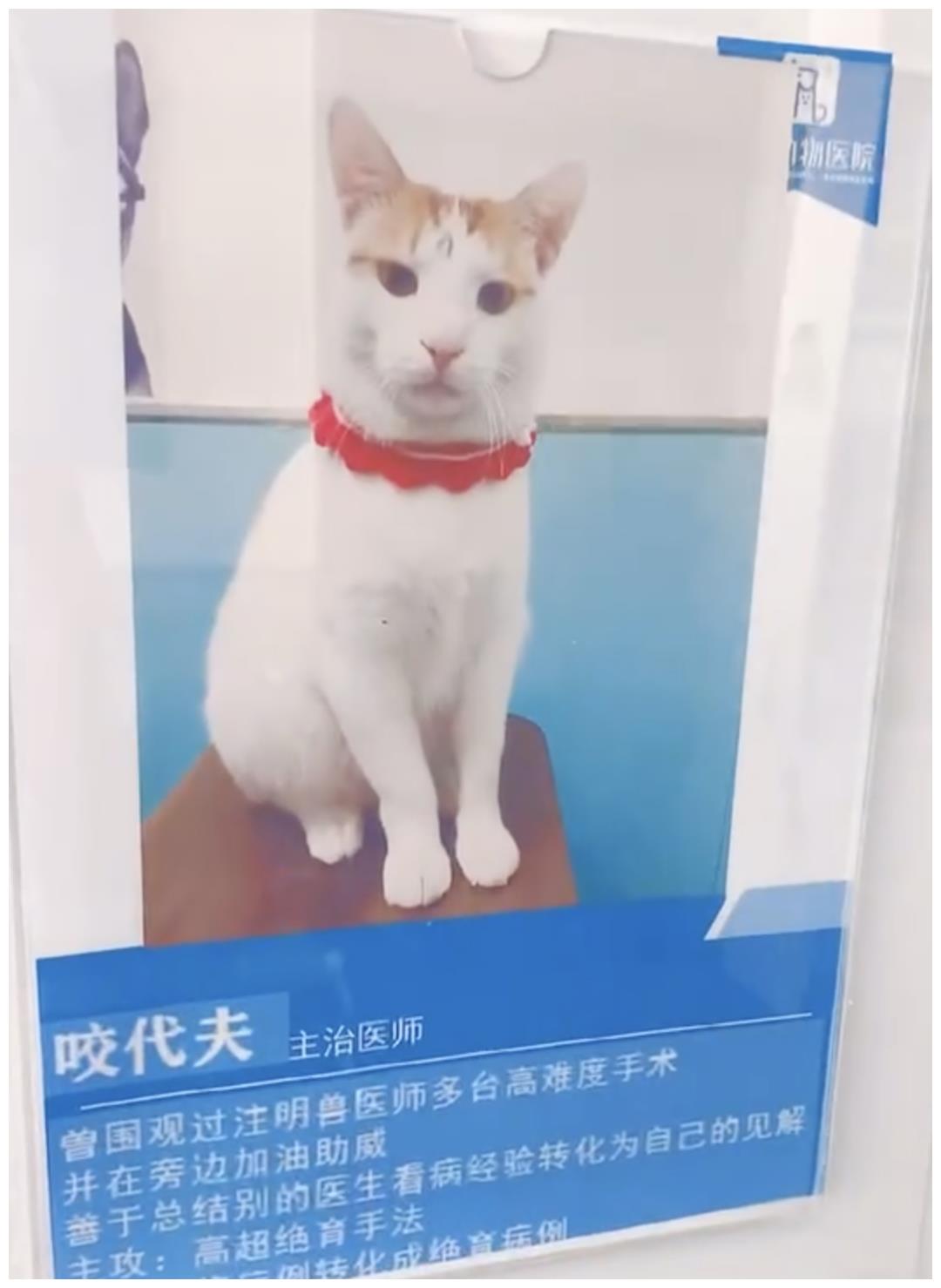 被强制绝育的橘猫，从此赖在了医院，还混成了副院长休闲区蓝鸢梦想 - Www.slyday.coM